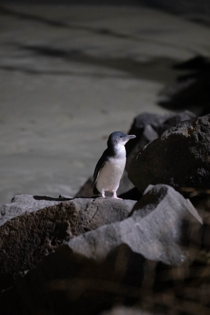 najmniejsze pingwiny świata