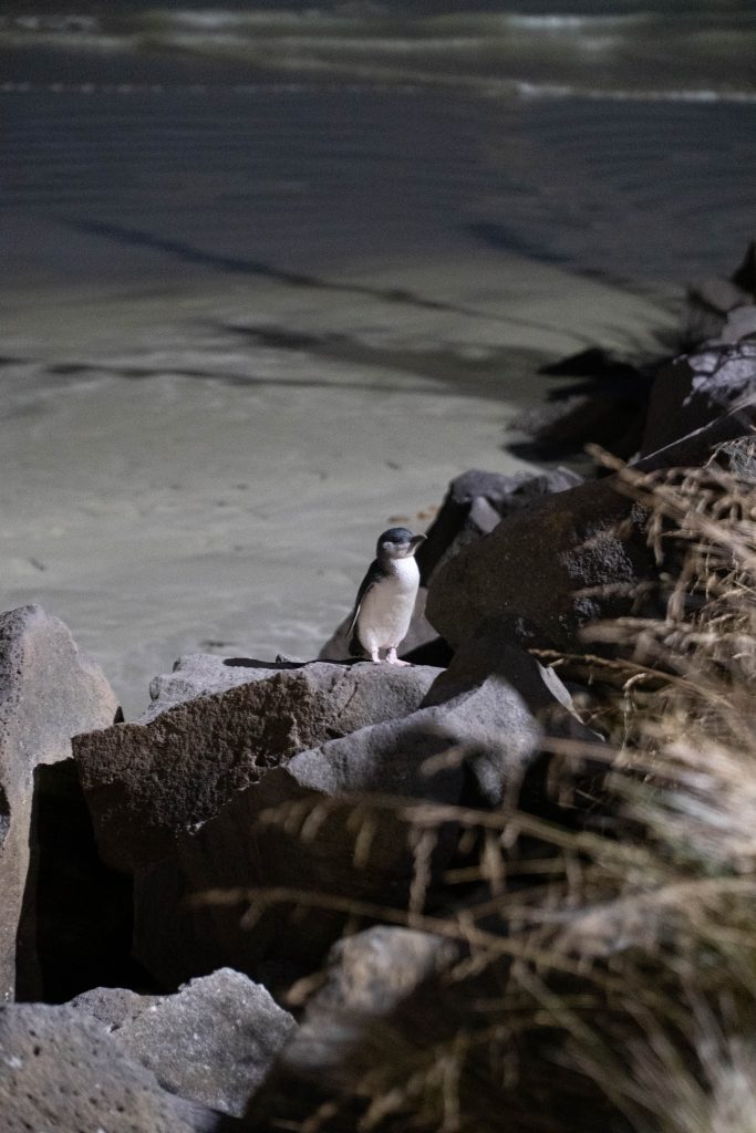 najmniejsze pingwiny na świecie