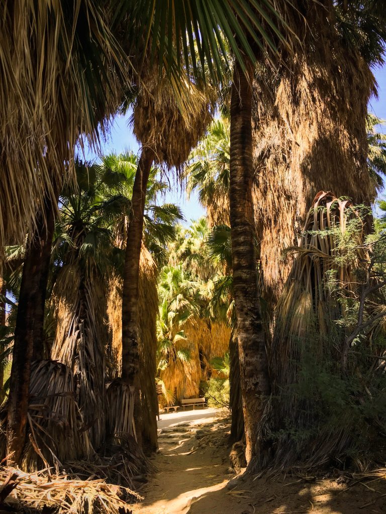 Coachella Valley Thousand Palms Oasis Preserve