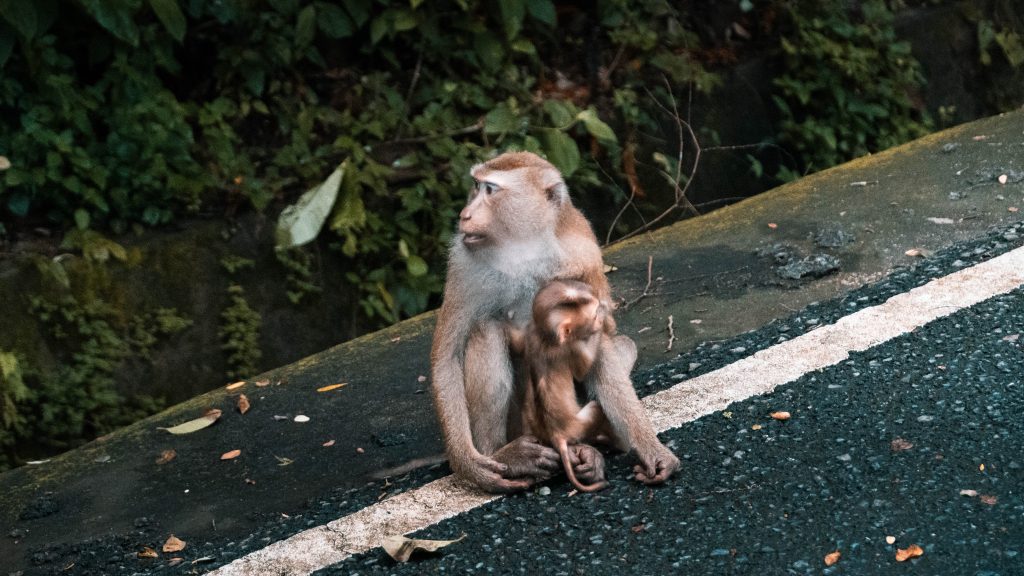 Monkey Hill Phuket Tajlandia