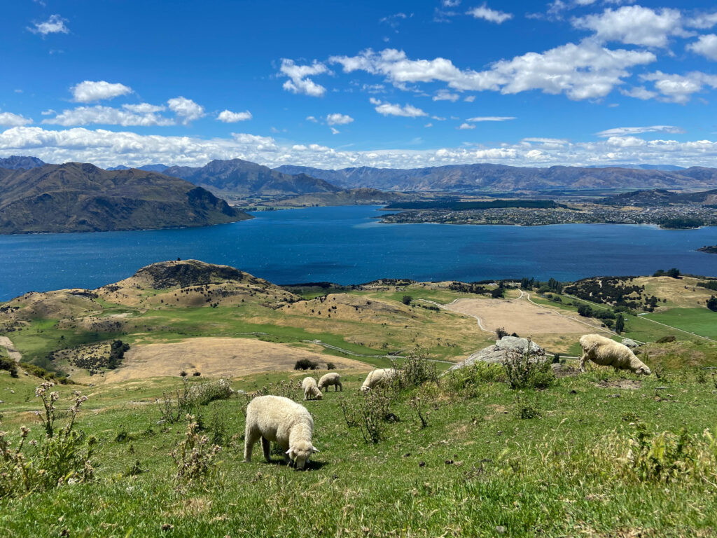 Roys Peak Nowa zelandia owce